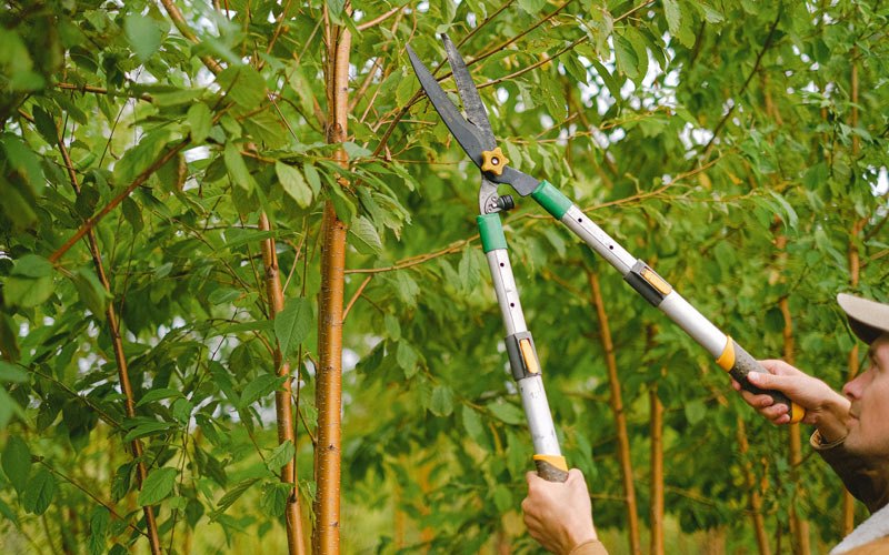Tree trimming in Lake Park, IA